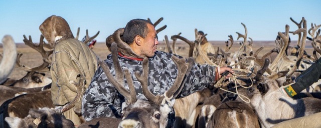 В Магаданской области пройдет слет оленеводов